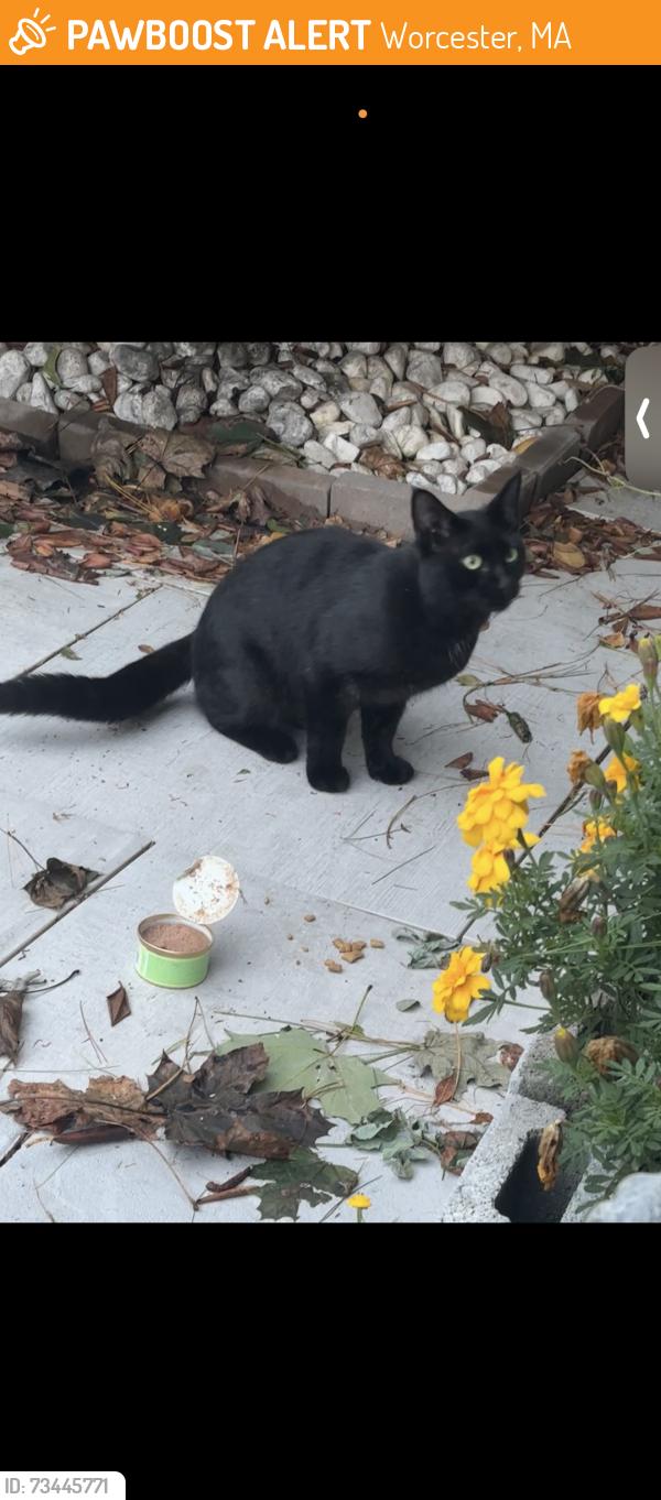 Found/Stray Unknown Cat last seen Ardmore road hancock hill montclair drive, Worcester, MA 01609