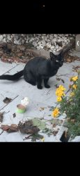 Found/Stray Unknown Cat last seen Ardmore road hancock hill montclair drive, Worcester, MA 01609