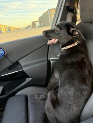 Found/Stray Male Dog last seen 136th and quaker, Lubbock, TX 79401