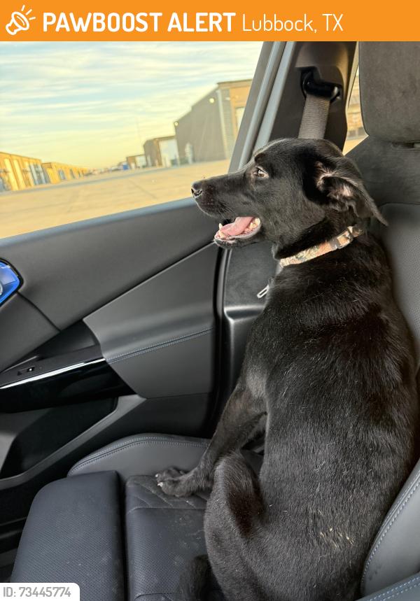 Found/Stray Male Dog last seen 136th and quaker, Lubbock, TX 79401