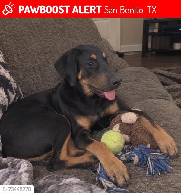 Lost Male Dog last seen Bingley Rd. Laureles, Tx area, San Benito, TX 78566