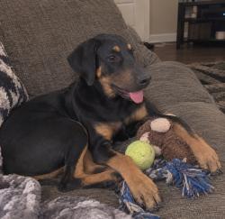Lost Male Dog last seen Bingley Rd. Laureles, Tx area, San Benito, TX 78566