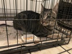 Reunited Male Cat last seen By Brea Mall, Brea, CA 92821