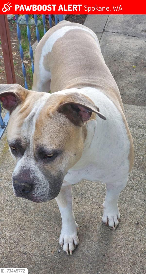 Lost Male Dog last seen West Kiernan & North Alberta, Spokane, WA 99205