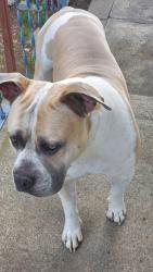 Lost Male Dog last seen West Kiernan & North Alberta, Spokane, WA 99205