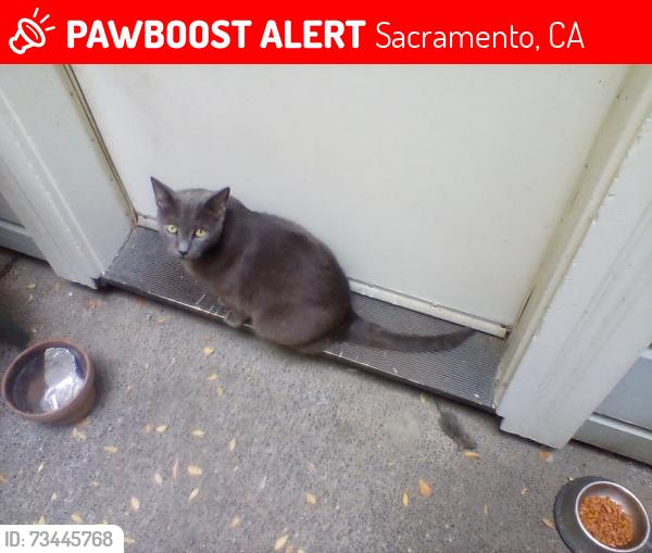 Lost Male Cat last seen E Street Sacramento, Sacramento, CA 95814
