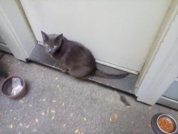 Lost Male Cat last seen E Street Sacramento, Sacramento, CA 95814
