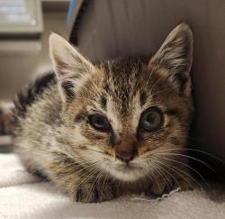 Shelter Stray Male Cat last seen Near Vining Drive, SAN LEANDRO, CA, 94579, 8323 Baldwin St, Oakland, CA 94621, USA