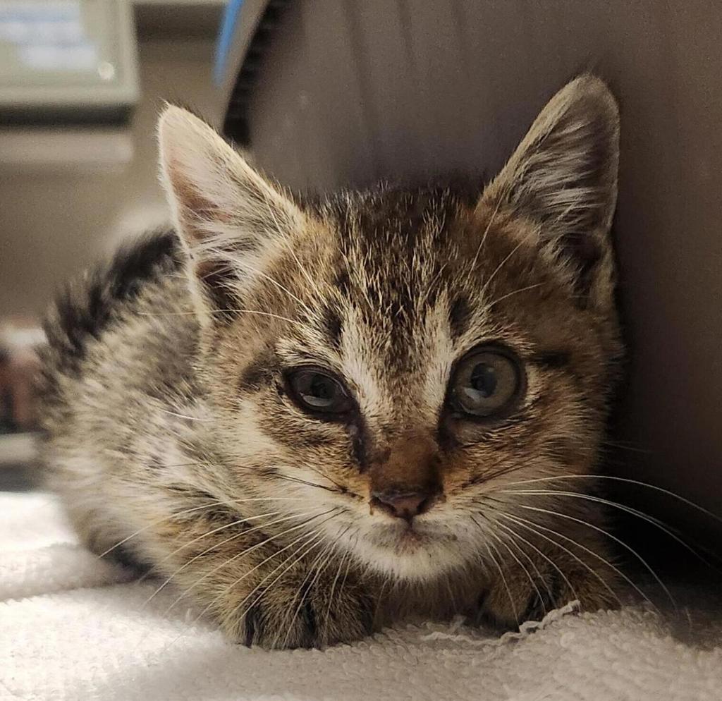 Shelter Stray Male Cat last seen Near Vining Drive, SAN LEANDRO, CA, 94579, 8323 Baldwin St, Oakland, CA 94621, USA
