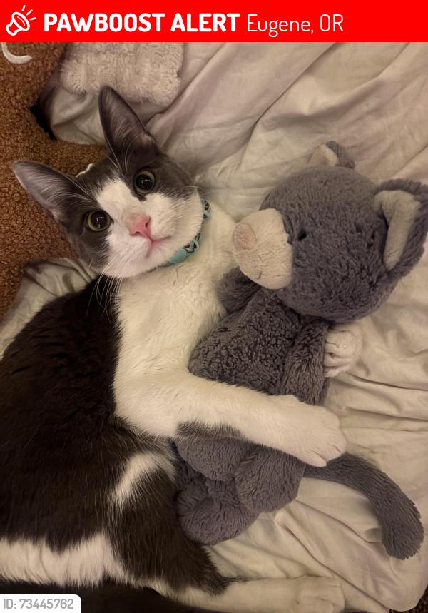 Lost Male Cat last seen Hilyard Market, Eugene, OR 97401