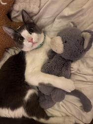 Lost Male Cat last seen Hilyard Market, Eugene, OR 97401