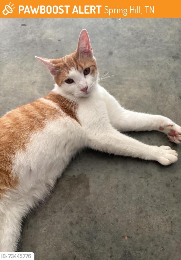 Found/Stray Unknown Cat last seen Near the Spring Hill water tower/neighborhood, Spring Hill, TN 37174