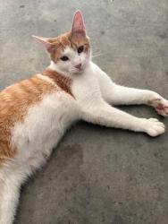 Found/Stray Unknown Cat last seen Near the Spring Hill water tower/neighborhood, Spring Hill, TN 37174