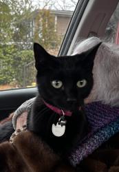 Reunited Female Cat last seen Kiosco, Greensboro, NC 27403