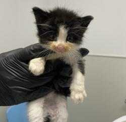Shelter Stray Male Cat last seen San Diego, CA, 92111, 5500 Gaines St, San Diego, CA 92110, USA