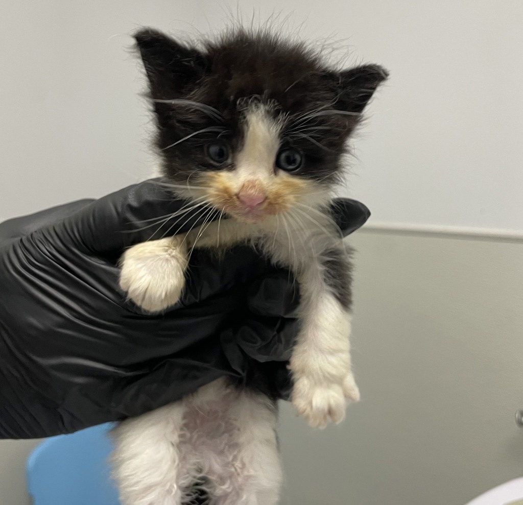 Shelter Stray Male Cat last seen San Diego, CA, 92111, 5500 Gaines St, San Diego, CA 92110, USA