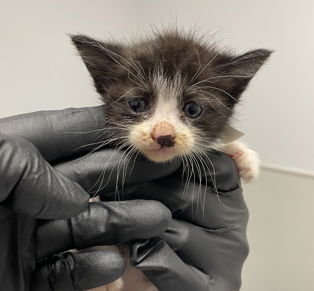 Shelter Stray Female Cat last seen San Diego, CA, 92111, 5500 Gaines St, San Diego, CA 92110, USA
