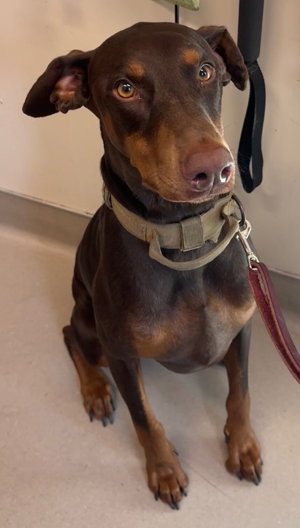 Shelter Stray Male Dog last seen Near Lee Avenue, La Mesa, CA, 91942, El Cajon, CA 92020, USA