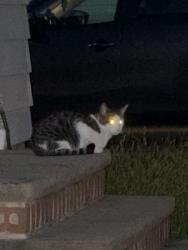 Found/Stray Unknown Cat last seen Between 44th & 43rd, Parma, OH 44134