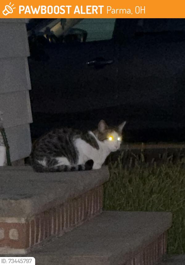 Found/Stray Unknown Cat last seen Between 44th & 43rd, Parma, OH 44134