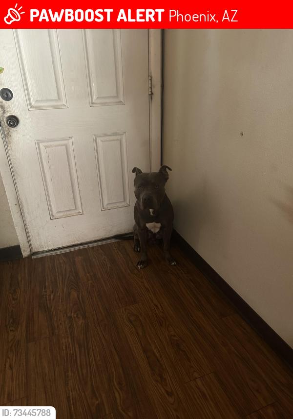 Lost Male Dog last seen Indian school, Phoenix, AZ 85033