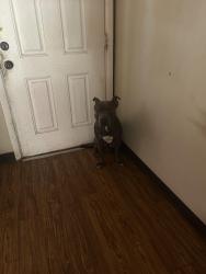 Lost Male Dog last seen Indian school, Phoenix, AZ 85033