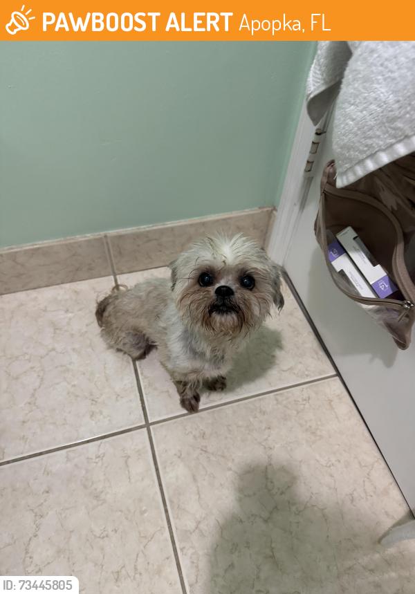Found/Stray Male Dog last seen Chandler road, Apopka, FL 32712