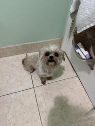 Found/Stray Male Dog last seen Chandler road, Apopka, FL 32712