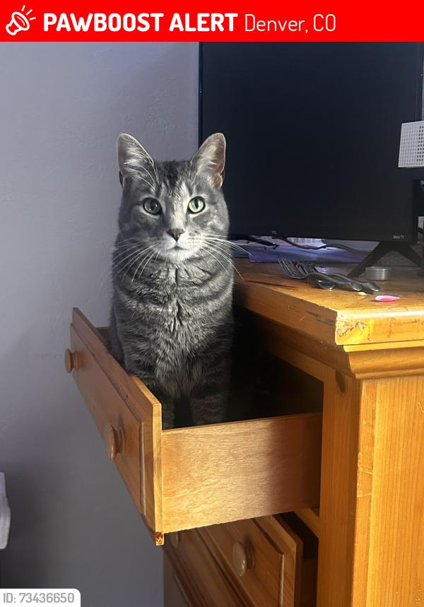 Lost Male Cat last seen 19th and meade, Denver, CO 80204