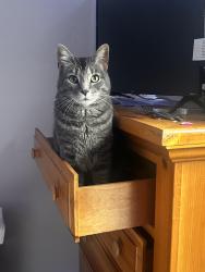 Lost Male Cat last seen 19th and meade, Denver, CO 80204