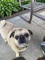 Lost Male Dog last seen Middle of River rouge near Henry and Batavia, River Rouge, MI 48218