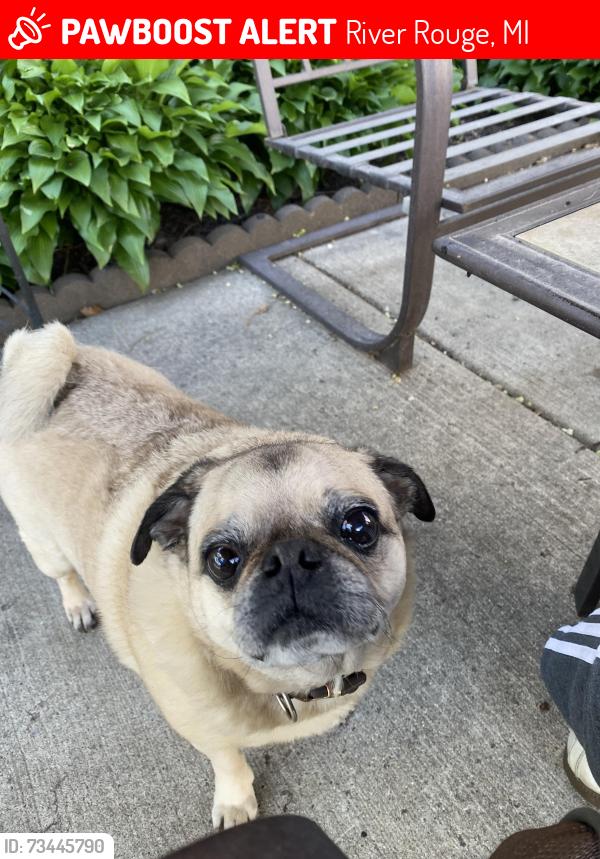 Lost Male Dog last seen Middle of River rouge near Henry and Batavia, River Rouge, MI 48218
