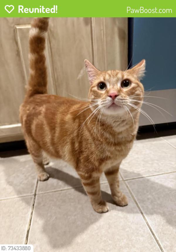 Reunited Male Cat last seen Apache Way, Tewksbury, MA 01876