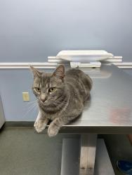 Lost Male Cat last seen Summer Avenue and Park Ave, Beverly, NJ 08010