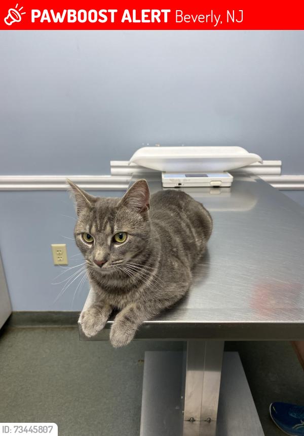 Lost Male Cat last seen Summer Avenue and Park Ave, Beverly, NJ 08010