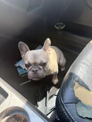 Lost Female Dog last seen Big timber dr, Atascocita, TX 77346
