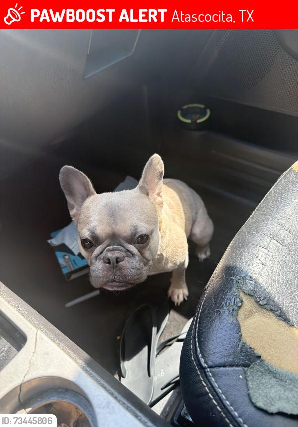 Lost Female Dog last seen Big timber dr, Atascocita, TX 77346
