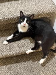 Lost Male Cat last seen Arrowood apmt complex behind the Clarksville Ft Campbell Boulevard Walmart, Clarksville, TN 37042