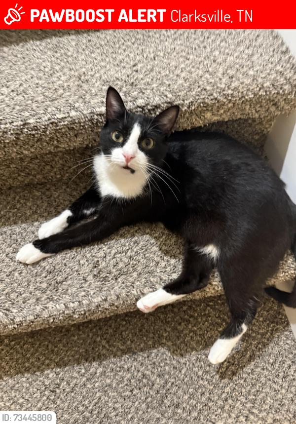 Lost Male Cat last seen Arrowood apmt complex behind the Clarksville Ft Campbell Boulevard Walmart, Clarksville, TN 37042