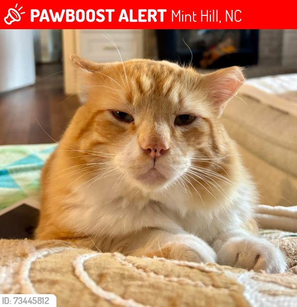 Lost Male Cat last seen Bainbridge Subdivision off Blaire Rd in Mint Hill, NC, Mint Hill, NC 28227