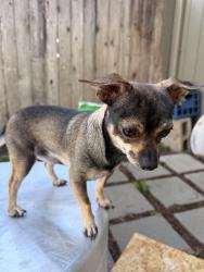 Found/Stray Male Dog last seen 45th ave and silverton rode, Salem, OR 97317