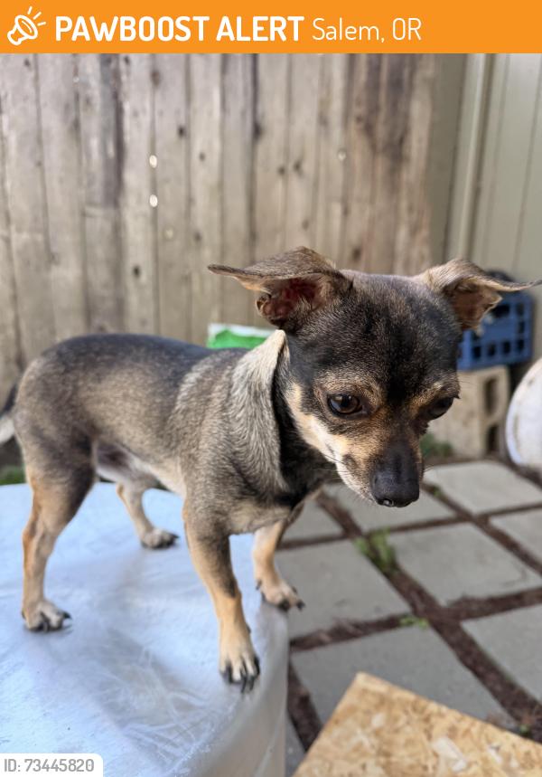 Found/Stray Male Dog last seen 45th ave and silverton rode, Salem, OR 97317