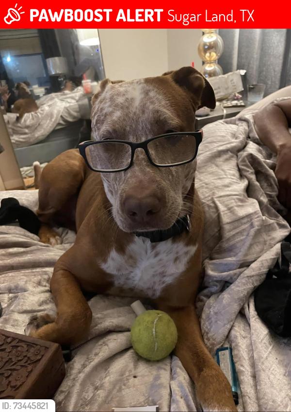 Lost Male Dog last seen Hey 6, Voss,, Sugar Land, TX 77498