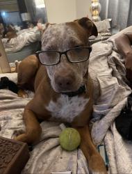 Lost Male Dog last seen Hey 6, Voss,, Sugar Land, TX 77498