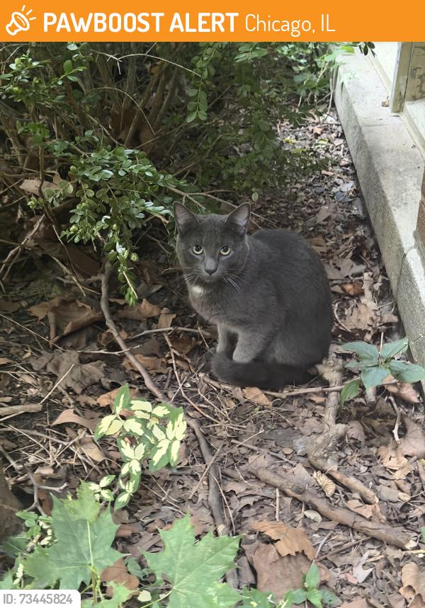 Found/Stray Unknown Cat last seen Peterson and Campbell, Chicago, IL 60659
