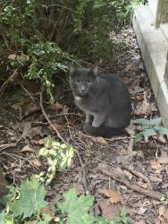 Found/Stray Unknown Cat last seen Peterson and Campbell, Chicago, IL 60659