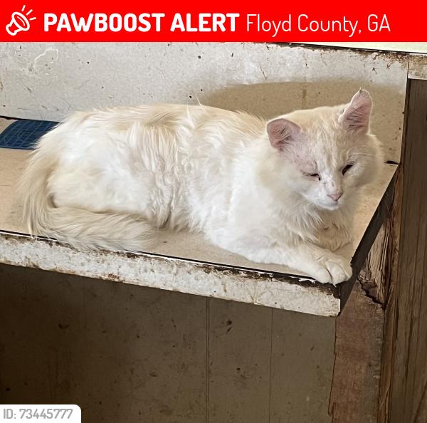 Lost Male Cat last seen Kingston Highway, Canard Road, Freeman Ferry Road., Floyd County, GA 30161