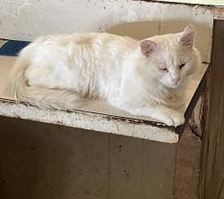 Lost Male Cat last seen Kingston Highway, Canard Road, Freeman Ferry Road., Floyd County, GA 30161