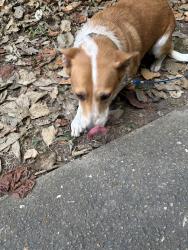 Found/Stray Unknown Dog last seen Loren street, Springfield, MO 65802