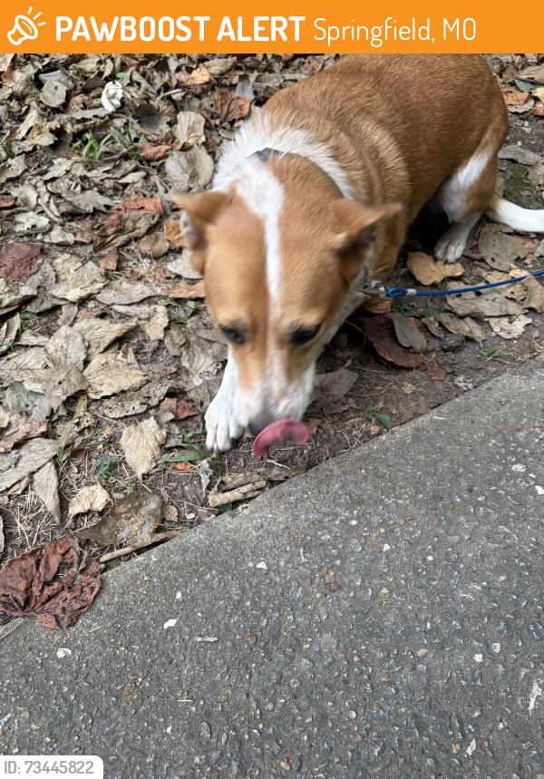 Found/Stray Unknown Dog last seen Loren street, Springfield, MO 65802